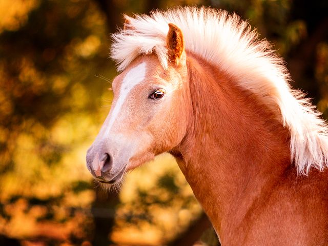 Junger Haflinger mit heller, aufgestellter Mähne vor herbstlichem Laub