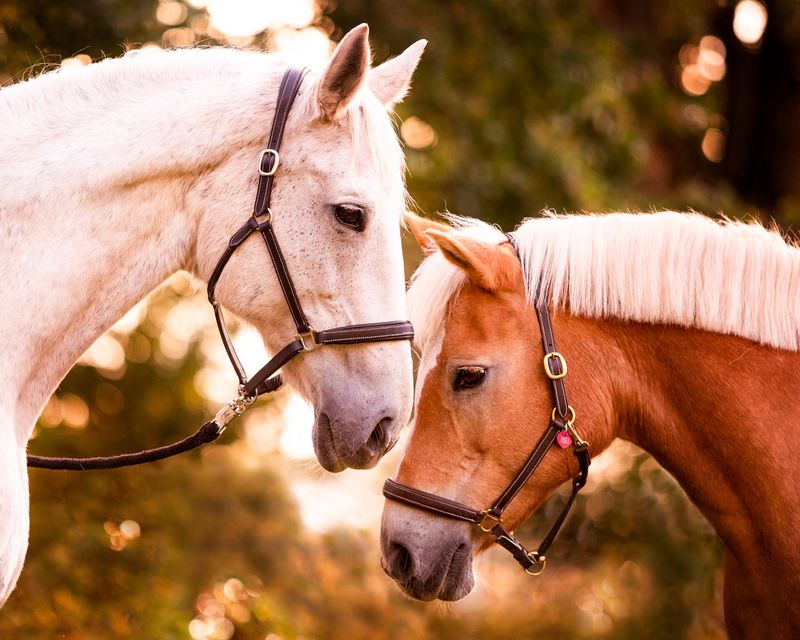 Ein Schimmel und ein Haflinger stehen Kopf an Kopf im warmen Abendlicht